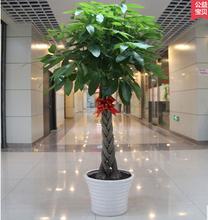 五遍發(fā)財(cái)樹