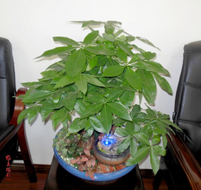 雙拼發(fā)財(cái)樹(shù)盆景